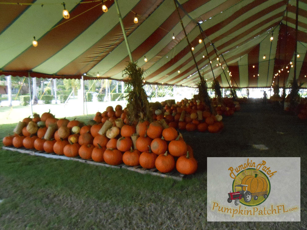 The Pumpkin Patch Miami Florida | Home | The Pumpkin Patch ...