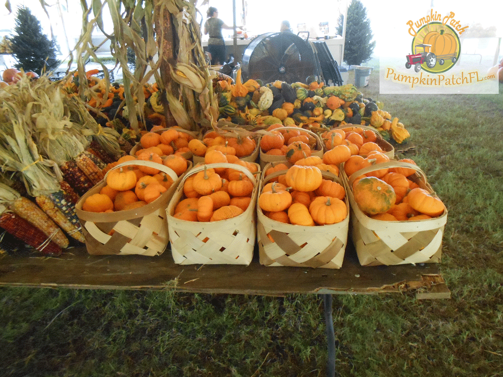 The Pumpkin Patch Miami Florida | Home | The Pumpkin Patch ...